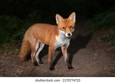 Close Up Of A Red Fox (Vulpes Vulpes) In Forest In The Evening, UK. 