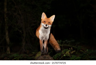 Close Up Of A Red Fox (Vulpes Vulpes) In Forest In The Evening, UK. 