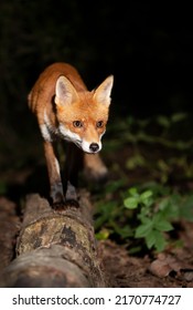 Close Up Of A Red Fox (Vulpes Vulpes) In Forest In The Evening, UK. 