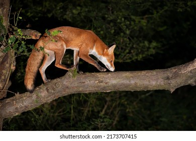 Close Up Of A Red Fox (Vulpes Vulpes) In Forest In The Evening, UK. 