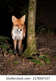 Close Up Of A Red Fox (Vulpes Vulpes) In Forest In The Evening, UK. 