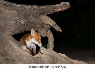 Close Up Of A Red Fox (Vulpes Vulpes) In Forest In The Evening, UK. 