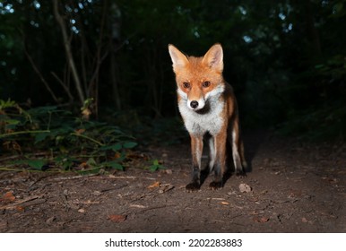 Close Up Of A Red Fox (Vulpes Vulpes) In A Forest At Night, UK.