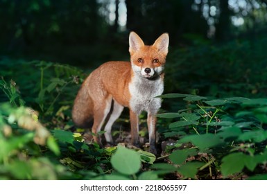 Close Up Of A Red Fox (Vulpes Vulpes) In Forest In The Evening, UK. 