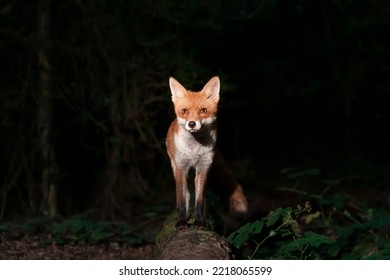 Close Up Of A Red Fox (Vulpes Vulpes) In Forest In The Evening, UK. 