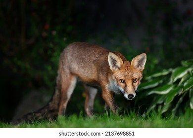 Close Up Of A Red Fox (Vulpes Vulpes) In A Garden In The Evening, UK. 