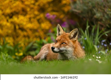 Close Up Of A Red Fox (Vulpes Vulpes) Lying On The Grass In The Back Garden, UK.