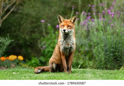 Close up of a red fox (Vulpes vulpes) sitting on green grass in a garden. - Powered by Shutterstock