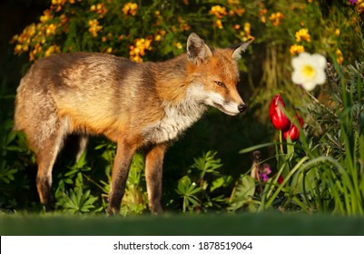 Close Up Of A Red Fox (Vulpes Vulpes) Smelling Spring Flowers, UK.