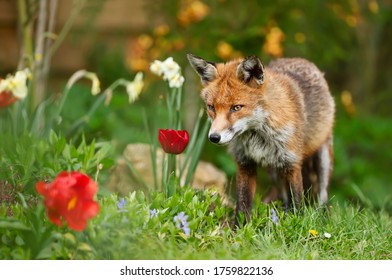 Close Up Of A Red Fox (Vulpes Vulpes) In A Spring Garden, UK.