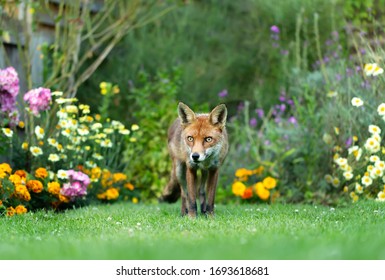 Close Up Of A Red Fox (Vulpes Vulpes) Standing On Green Grass In A Garden, UK.