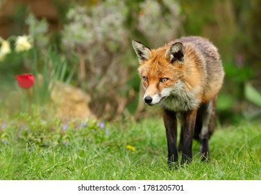 Close Up Of A Red Fox (Vulpes Vulpes) Standing On Grass In The Garden, Spring In UK.