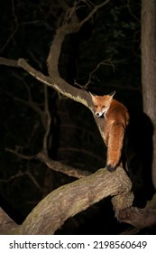 Close Up Of A Red Fox (Vulpes Vulpes) Standing On A Fallen Tree At Night, UK. 