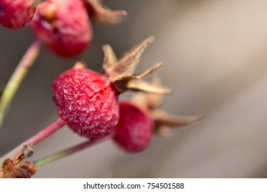 Close up red fruit.