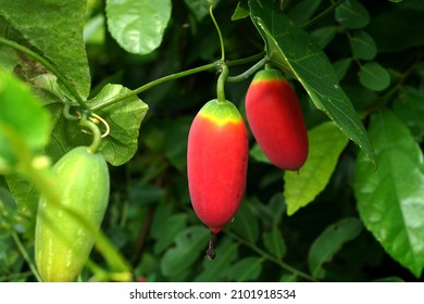 Close up red fruit of ivy gourd plant. (Scientific name Coccinia grandis) - Shutterstock ID 2101918534