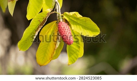 close up of the red fruit of the japenese bigleaf magnolia plant