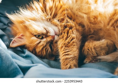 Close up of red furry persian cat relaxing on sofa in sun rays. Domastec cute female cat