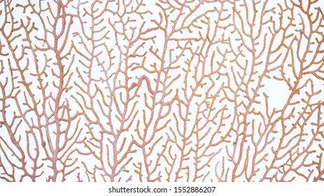 Close Up Red Gorgonian Or Red Sea Fan Coral Isolated On White Background.