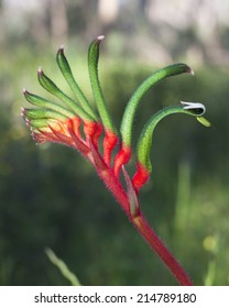 Close Up Of A Red And Green Kangaroo Paw Flower