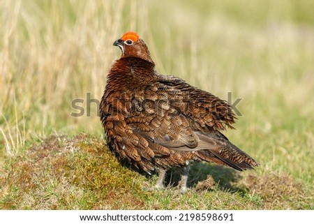 Close up of a Red Grouse male with red flared eyebrow and ruffled feathers stood facing left on natural grousemoor habitat.  Scientific name: Lagopus Lagopus.  Horizontal.  Copy Space.