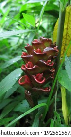 Close Up Of Red Honey Comb Ginger Flower