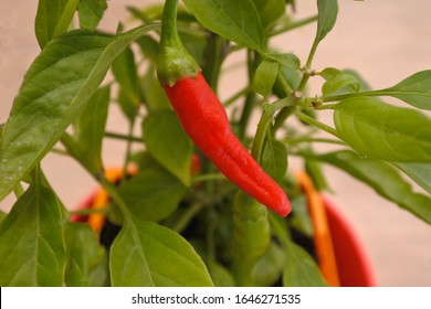 Close Up Of Red Hot Chili Pepper Plant Growing On A Plant In A Pot At Home Kitchen. No People. Copy Space