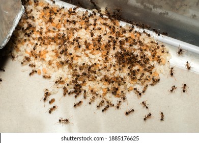 Close Up Of Red Imported Fire Ant Infestation With Eggs