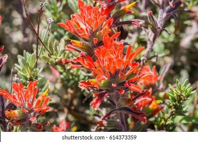 Close up of red Indian paintbrush (Castilleja) wildflowers, Pinnacles National Park, California