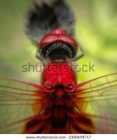 Similar – Image, Stock Photo Cuddly Nature Plant Animal