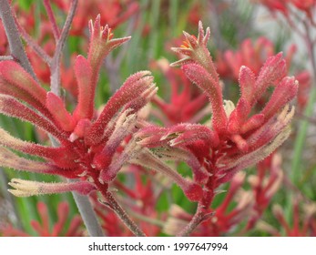 Close Up Of Red Kangaroo Paw Flowers