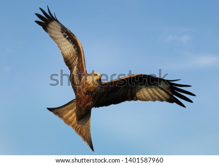 Similar – Awesome bird of prey in flight