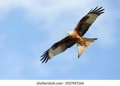 Close Up Of A Red Kite In Flight, UK.