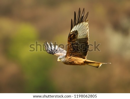 Similar – Awesome bird of prey in flight