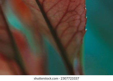 Close up of red leaf
