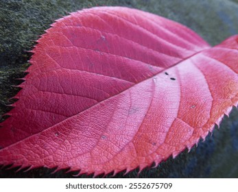 Close up of red leaf