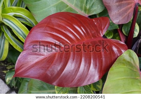 Close up of a red leaf of Philodendron McColley's Finale, an indoor tropical plant