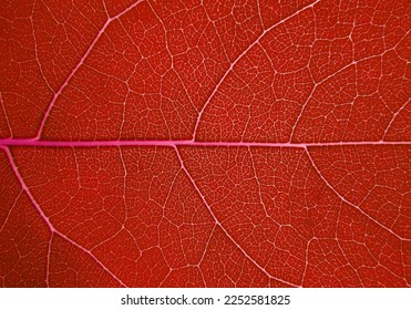 close up red leaf texture background