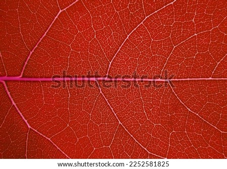 close up red leaf texture background