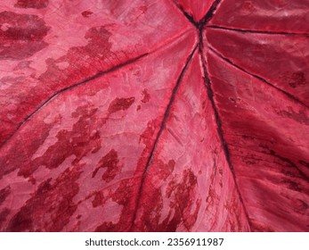 close up red leaf texture, leaf of Fancy Leaf Caladium ( Caladium bicolor Vent. ), queen of foliage plants