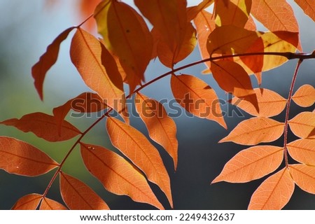 Close up of red leaves with a blurred background