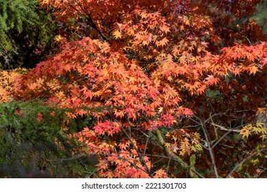 387 Japanese Cut Leaf Maple Tree Images, Stock Photos & Vectors ...