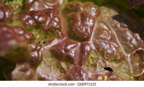 Close Up Of A Red Lettuce Leaf In The Bright Sun