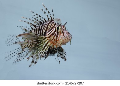 Close Up The Red Lion Fish 