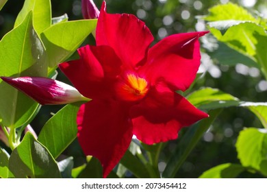 Close Up Of A Red Mandevilla Flower