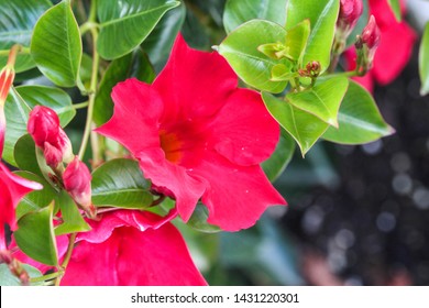 Mandevilla Laxa Rot