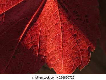 close up of red maple leaf