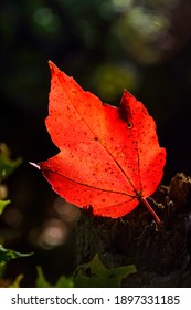 Close up of the red maple leaf with backlight sun