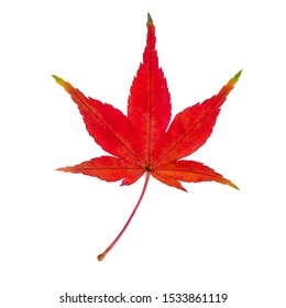 Close up of a red maple leaf isolated in front of white background
