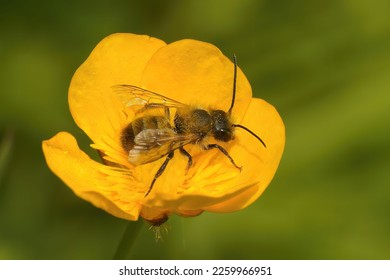 A close up of a Red Mason bee (Osmia rufa) on a vibrant buttercup flower and blurred background