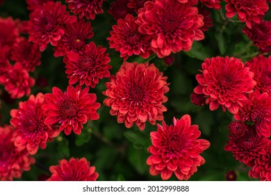 Close Up Red Mums In October